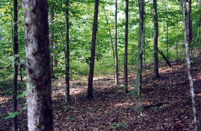 Looking North from the confluence point