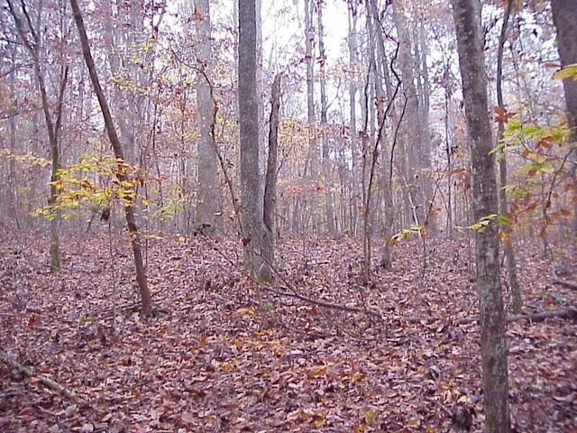 Confluence site of 36 North 79 West in the forest of north central North Carolina.