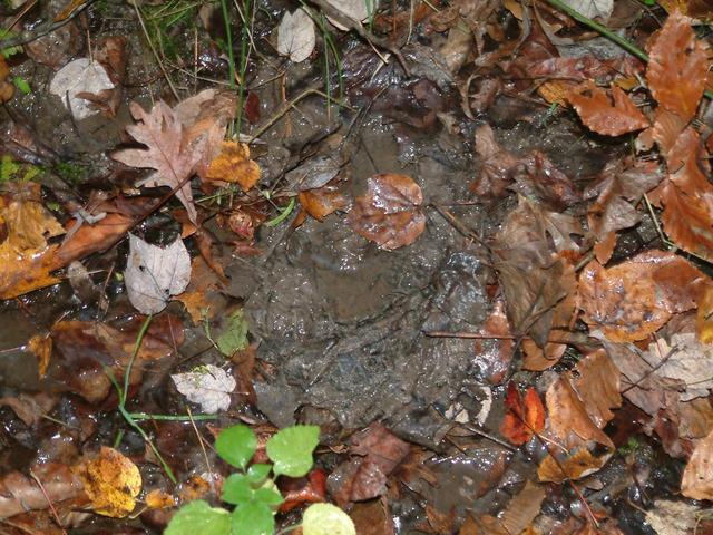 Ground cover at confluence--leaves, forest floor, and mud.