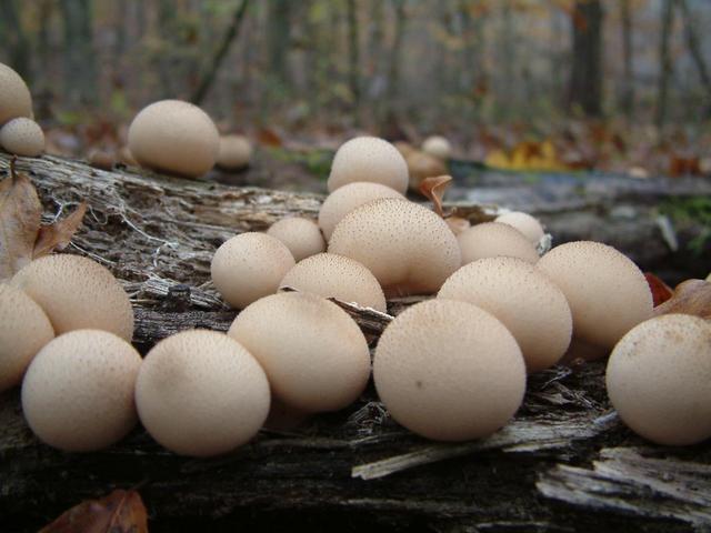 Mushrooms growing in a log in the forest on our way out, about 80 meters from the confluence.