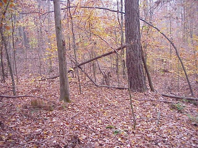 View to the south from the confluence.