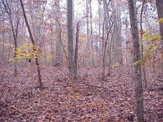 #1: Confluence site of 36 North 79 West in the forest of north central North Carolina.