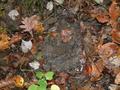 #5: Ground cover at confluence--leaves, forest floor, and mud.