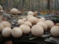 #6: Mushrooms growing in a log in the forest on our way out, about 80 meters from the confluence.