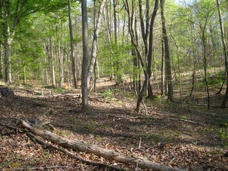 #1: View to the south.