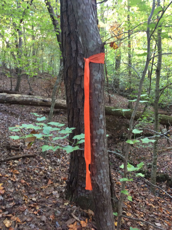 Orange marking tape