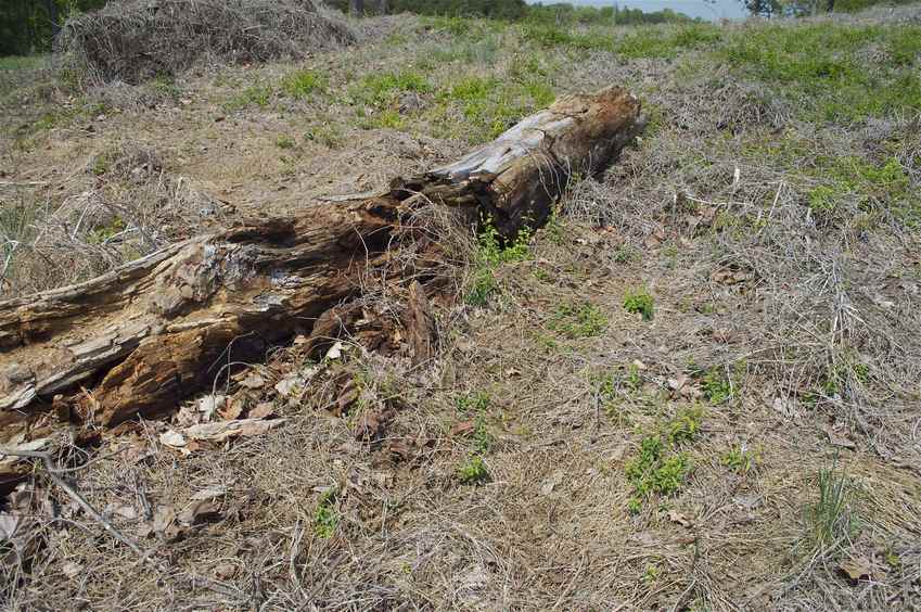 The confluence point lies near this dead log.  This is in common parkland at the edge of a condo complex, next to a lake