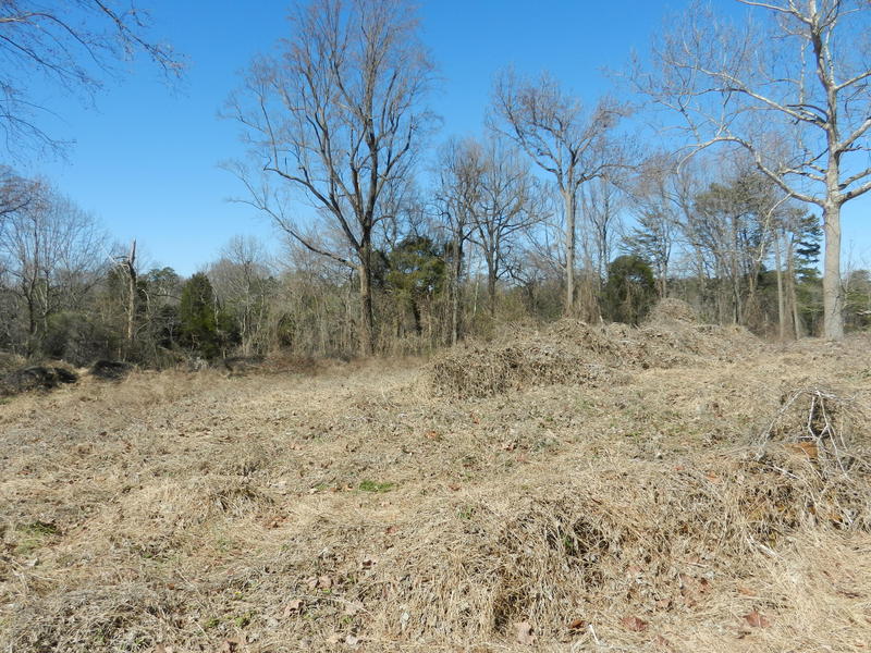 Looking north with drab winter vegetation