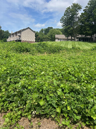 #1: An overview of the confluence looking northeast towards the point (it is within the undergrowth).