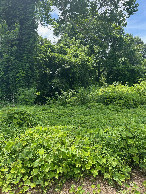 #5: A view to the west from the confluence, towards a woodsy area next to the lake.