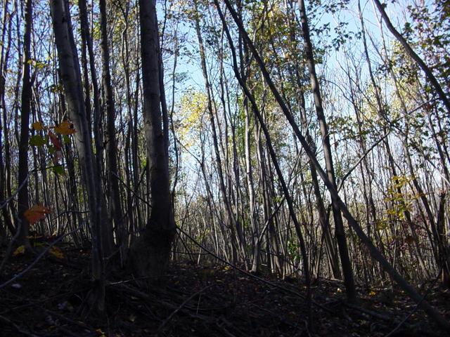 Looking West from the confluence point