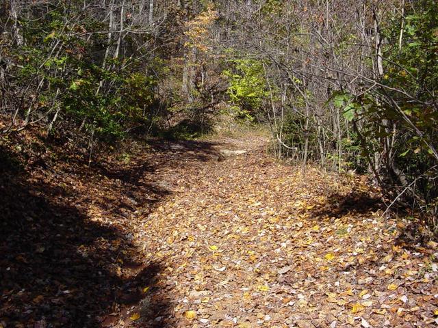 Trail to the confluence point