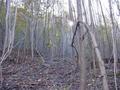 #3: Looking South from the confluence point (up the slope)