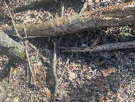 #8: Ground cover at the confluence point. 