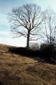 #6: Impressive tree at the edge of the woods near the bald peak.