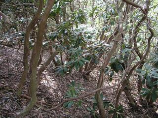 #1: A confluence point among the rhododendrons.