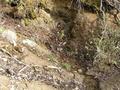 #5: The nearby picturesque mountain spring photographed in 2001 is now a PVC pipe at the edge of a road cut.