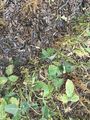 #4: Ground cover at the confluence point. 