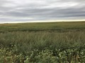 #7: View to the south from the confluence point. 