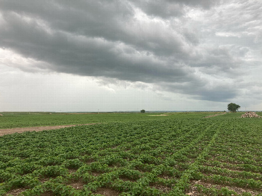 #1: Looking southwest at 46N 100W, located in the foreground, ahead of an approaching thundershower