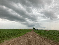 #8: Looking west down the section line path