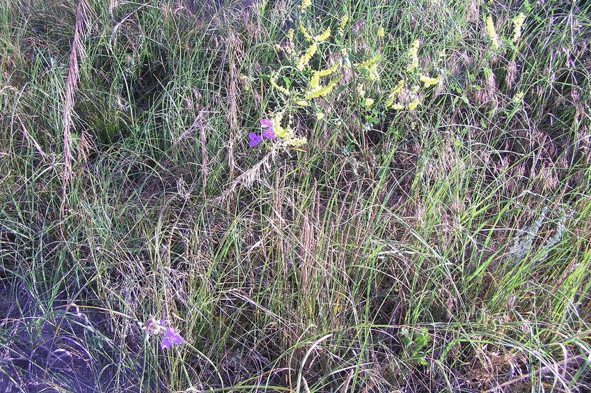 Ground cover at the confluence point.