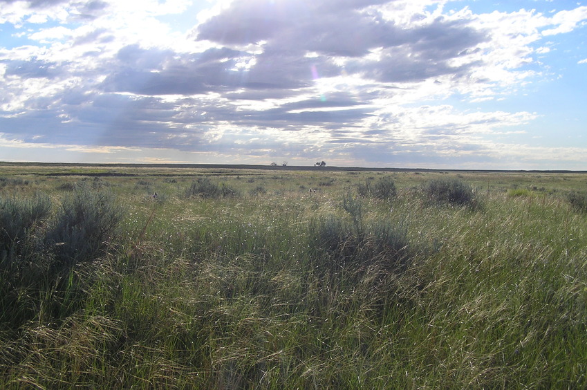 View to the east from the confluence.