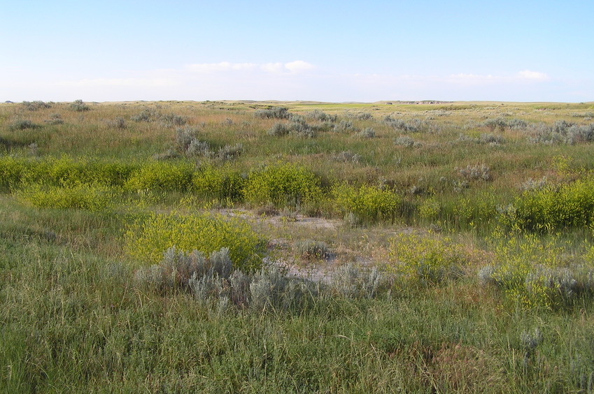 View to the south from the confluence.