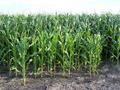 #3: A corn crop to the South.