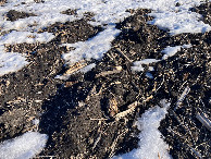 #7: Confluence corn (not edible)