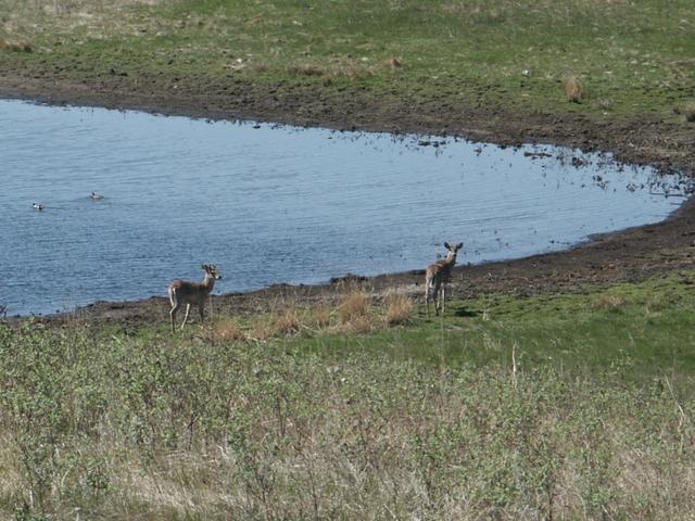 Deer standing a few feet from the confluence