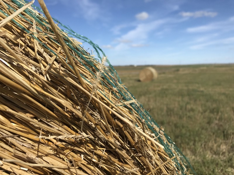 Scene from the hike to the confluence point on the Great Plains. 