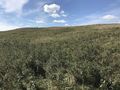 #6: View to the west from the confluence point.