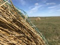 #7: Scene from the hike to the confluence point on the Great Plains. 