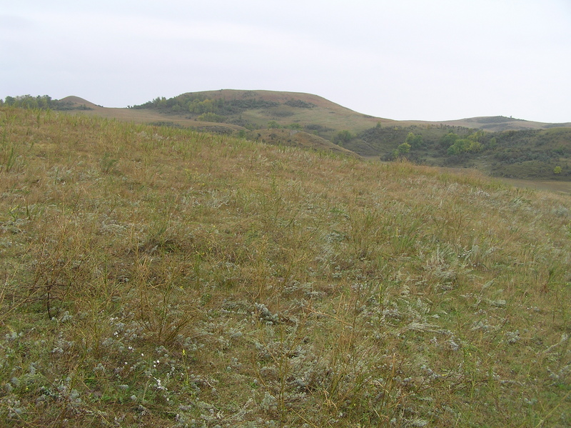 View to the east from the confluence point.