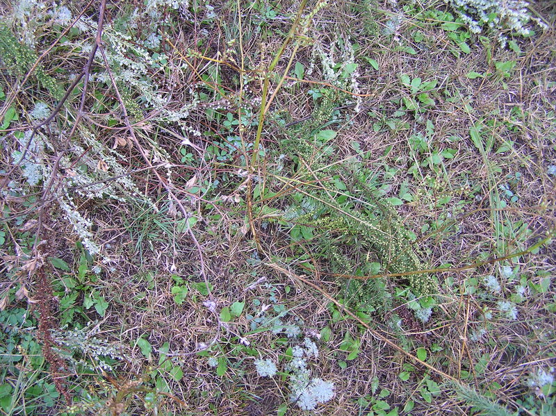 Ground cover at the confluence point.