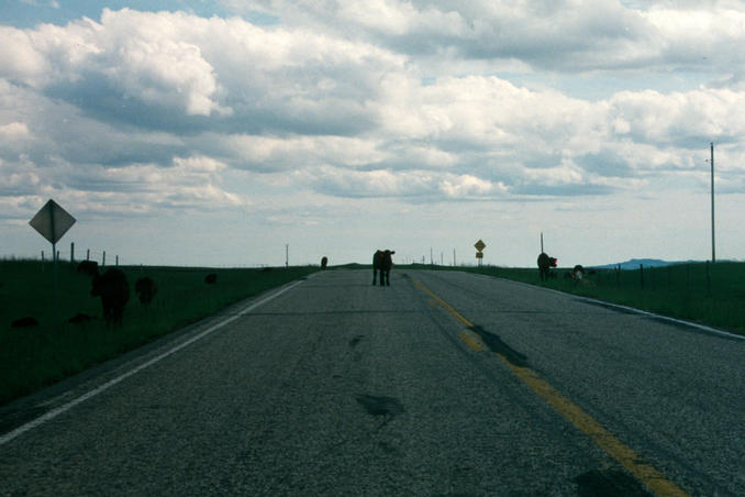 Cattle on the road