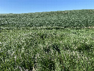 #4: A view to the south from the confluence point. 