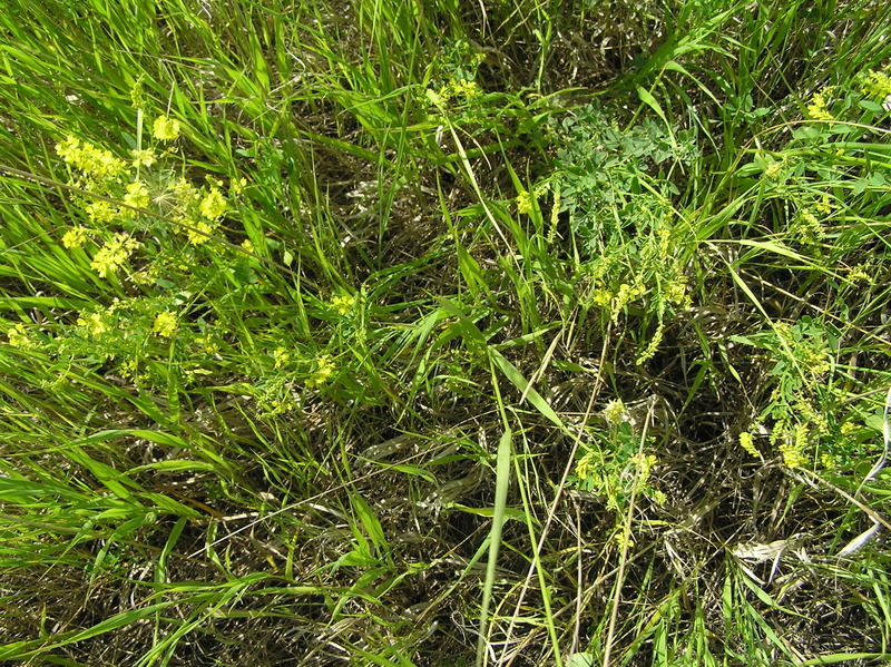 Ground cover at the confluence point.