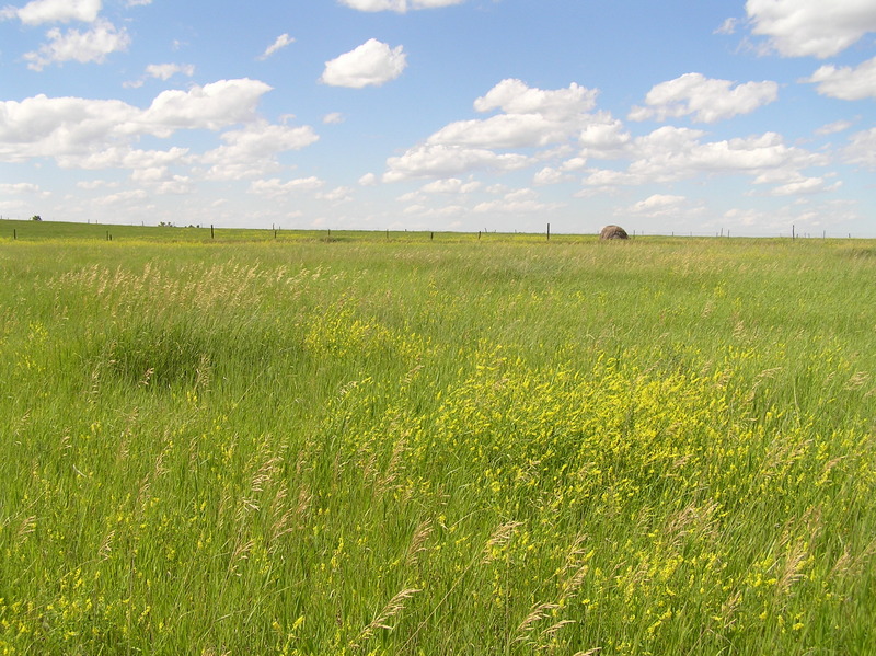 View to the north from the confluence.