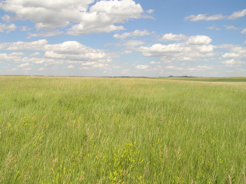 View to the east from the confluence.