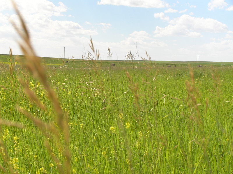 View to the west from the confluence point.