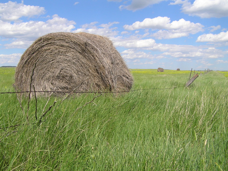 Hay bale view 80 meters northwest of the confluence point, looking east.