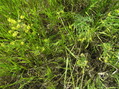 #2: Ground cover at the confluence point.