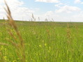 #6: View to the west from the confluence point.