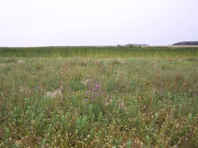 Overview from about 50 m.