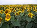 #10: Sunflowers in an experimental seed plot 980 m from the confluence.