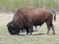 #3: "Where the buffalo roam..."