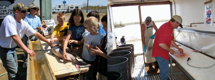 Examining and cleaning of Paddle fish.