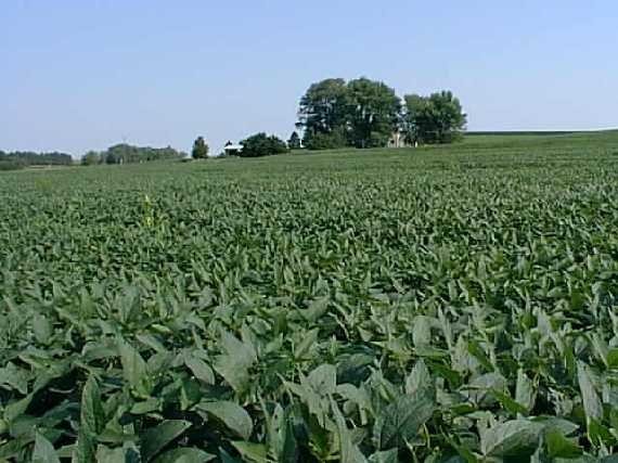 Standing at the confluence in the middle of the bean field